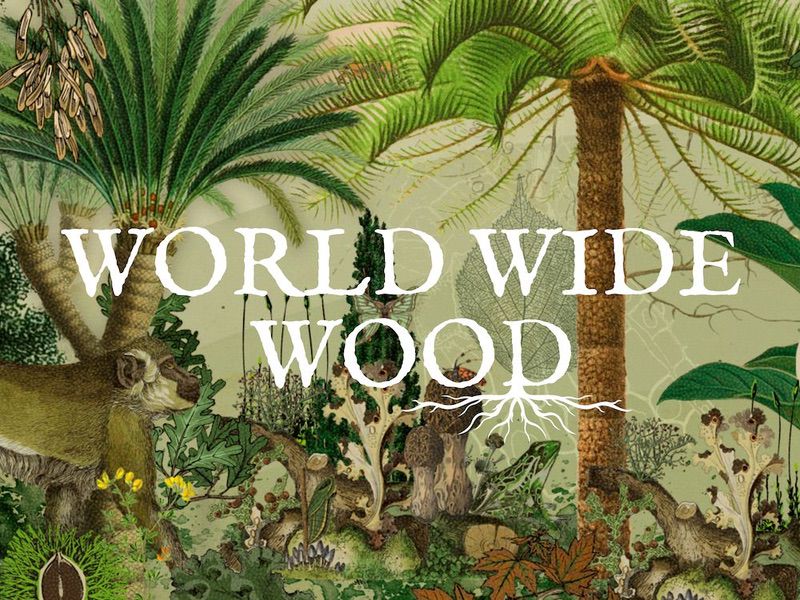 El Jardín Escultórico Edward James se encuentra en World Wide Wood